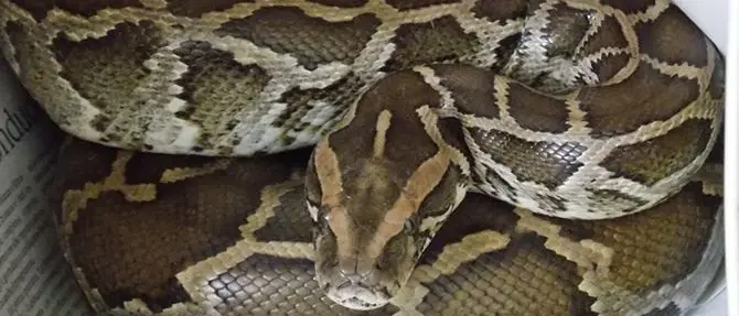 Pitone di due metri ritrovato sui binari della stazione di Pizzo