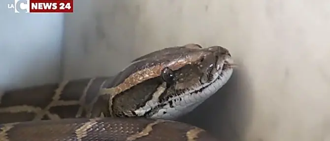 Pitone sul terrapieno della stazione, l'operaio racconta: «Fiero di averlo catturato»