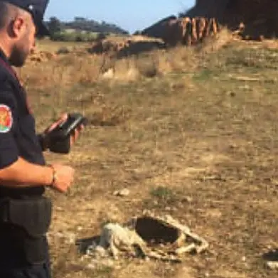 Carcasse di pecore abbandonate in un terreno, denunciata allevatrice crotonese