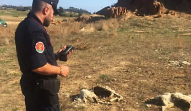 Carcasse di pecore abbandonate in un terreno, denunciata allevatrice crotonese