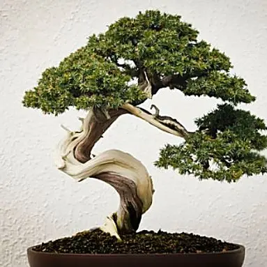 L’arte del bonsai incontra le scuole di Montepaone Lido