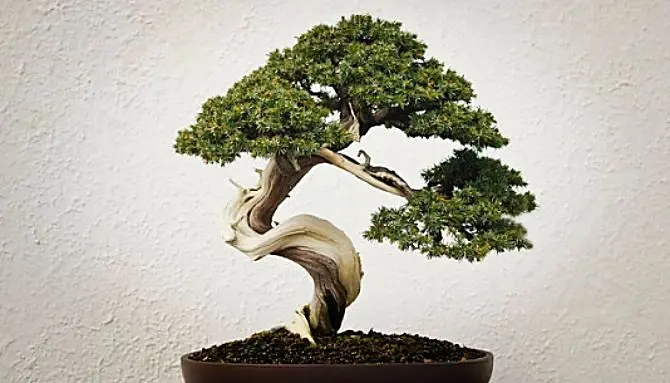 L’arte del bonsai incontra le scuole di Montepaone Lido