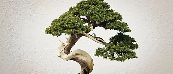 L’arte del bonsai incontra le scuole di Montepaone Lido