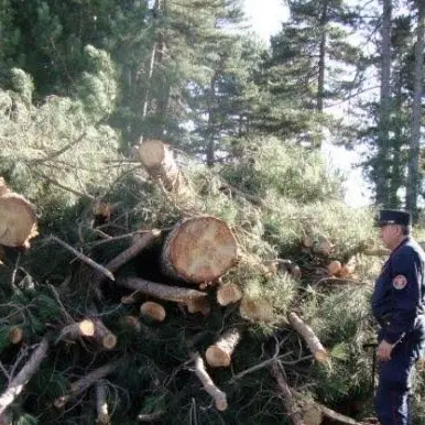 Taglio abusivo di alberi nel cuore della Sila, denunciata ditta boschiva