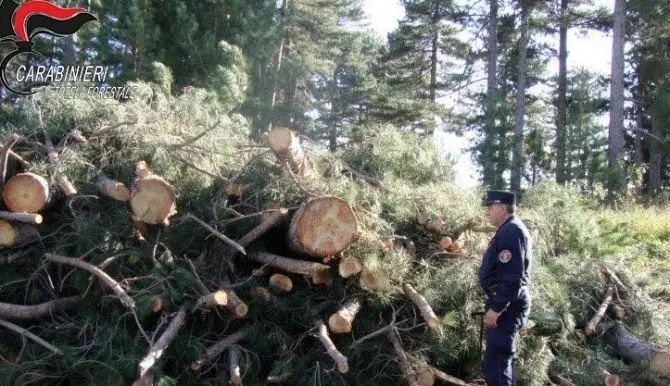 Taglio abusivo di alberi nel cuore della Sila, denunciata ditta boschiva