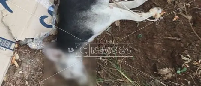 Cani torturati e in condizioni precarie: l'impegno delle volontarie “sciolte”