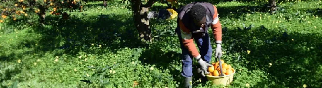 Muore con le cesoie conficcate in gola. È giallo sulla tragica fine di un migrante a Rosarno