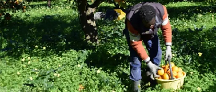 Muore con le cesoie conficcate in gola. È giallo sulla tragica fine di un migrante a Rosarno