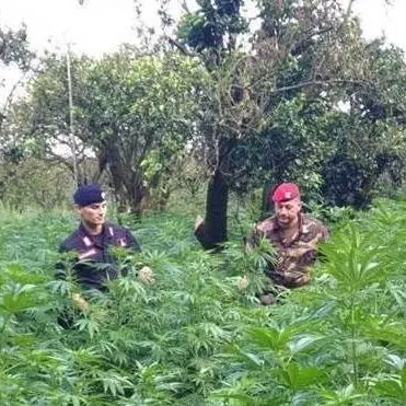 Oltre 10mila piante di marijuana sequestrate negli ultimi 7 mesi, numeri da record nel Reggino