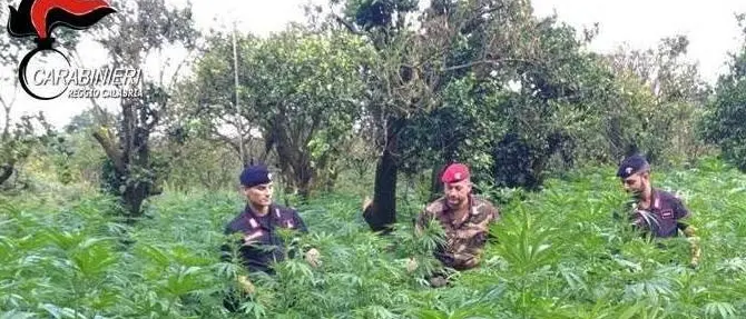 Oltre 10mila piante di marijuana sequestrate negli ultimi 7 mesi, numeri da record nel Reggino