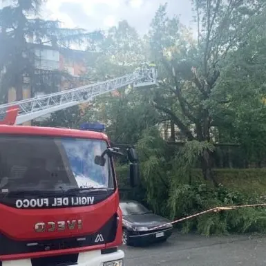 Pioggia e vento, pino s’abbatte su un piazzale a Cosenza: tragedia sfiorata
