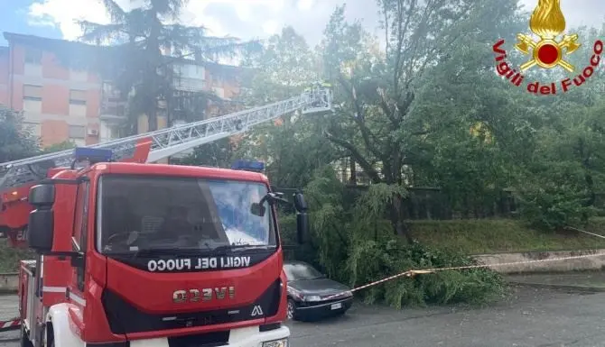 Pioggia e vento, pino s’abbatte su un piazzale a Cosenza: tragedia sfiorata