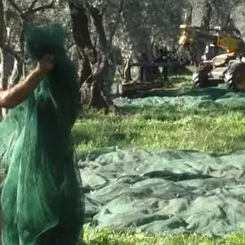 Le signore dell’olio della Piana: la rivoluzione dell’olivicoltura è donna