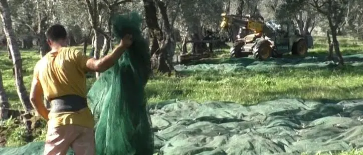 Le signore dell’olio della Piana: la rivoluzione dell’olivicoltura è donna