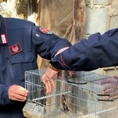 Cardellini e verdoni detenuti illegalmente, una denuncia nel Vibonese