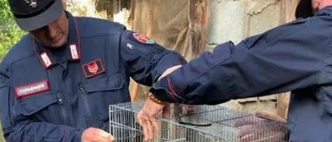 Cardellini e verdoni detenuti illegalmente, una denuncia nel Vibonese