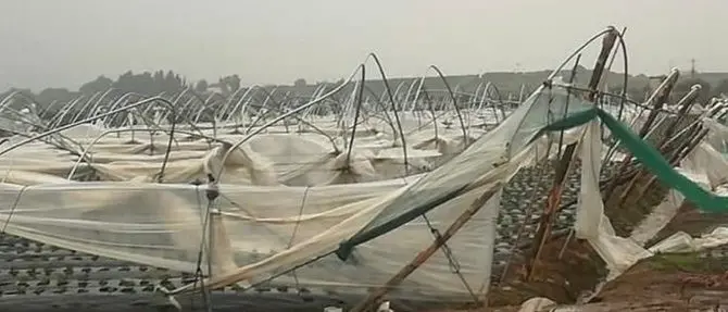 Tromba d’aria nel Cosentino, distrutti sei ettari di coltivazioni