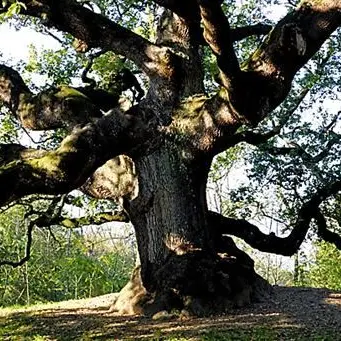 In Aspromonte una delle cinque querce più vecchie del pianeta: ha 560 anni