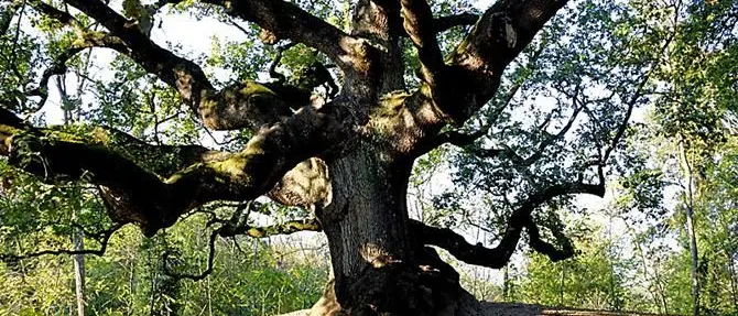 In Aspromonte una delle cinque querce più vecchie del pianeta: ha 560 anni