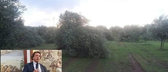 Maltempo nel Lametino, danni per gli olivicoltori: «La Regione intervenga»