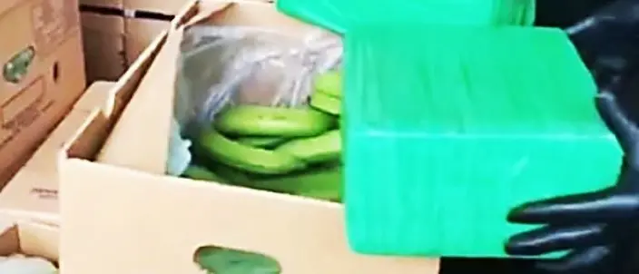 Una tonnellata di cocaina tra le banane. Sequestro record al porto di Gioia Tauro