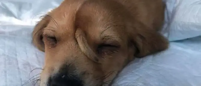 Ecco Narwhal, il cane unicorno abbandonato che cerca una casa