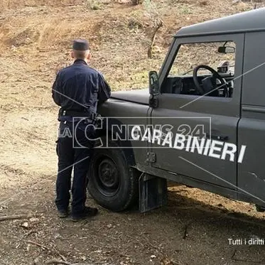 Estirpano alberi per piantare un vigneto, due denunce a Rende