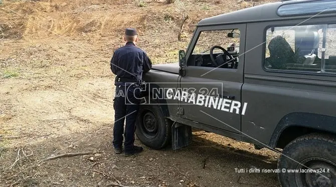 Estirpano alberi per piantare un vigneto, due denunce a Rende