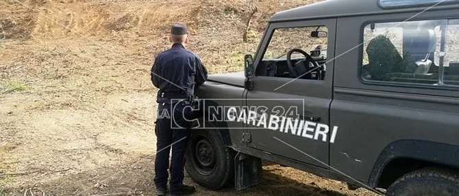 Estirpano alberi per piantare un vigneto, due denunce a Rende
