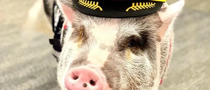 La storia di LiLou, il maialino anti-stress in servizio all’aeroporto di San Francisco