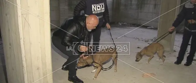 Legati, denutriti e maltrattati: salvati due cani dal Nucleo decoro urbano