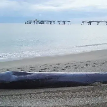 Lamezia, balenottera spiaggiata ritrovata al pontile ex Sir