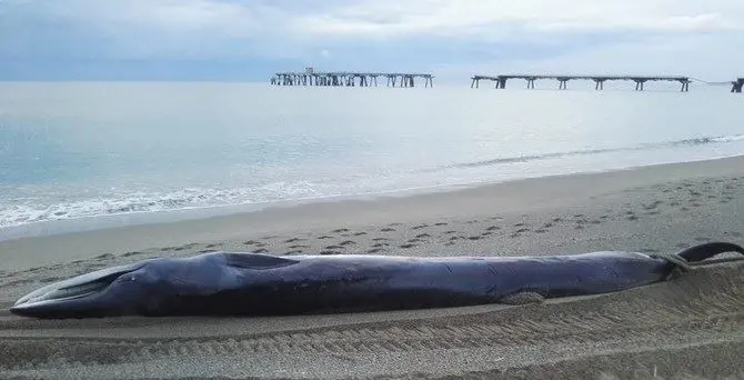 Lamezia, balenottera spiaggiata ritrovata al pontile ex Sir