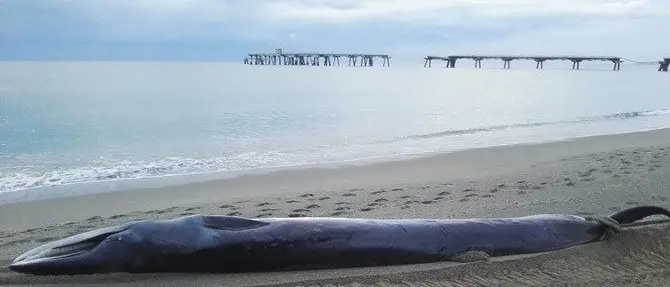 Lamezia, balenottera spiaggiata ritrovata al pontile ex Sir