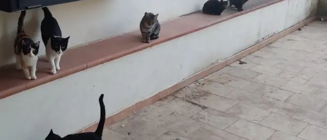 Rossano, sette gatti murati vivi in un condominio liberati da due volontarie