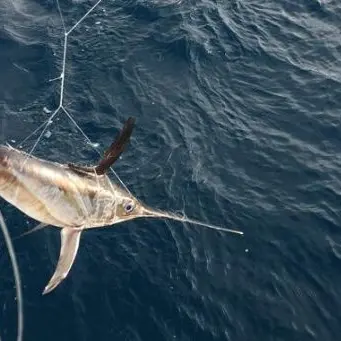 Reggio, sequestrati 31 piccoli di pesce spada catturati illegalmente