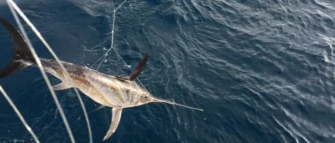 Reggio, sequestrati 31 piccoli di pesce spada catturati illegalmente