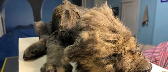 Ritrovato in Siberia un cucciolo di cane-lupo: ha 18mila anni