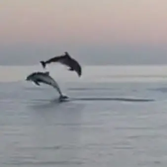Salti tra le onde, ecco lo spettacolo dei delfini a Corigliano-Rossano