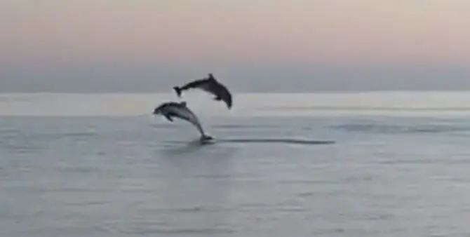 Salti tra le onde, ecco lo spettacolo dei delfini a Corigliano-Rossano