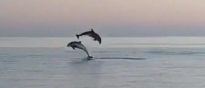 Salti tra le onde, ecco lo spettacolo dei delfini a Corigliano-Rossano