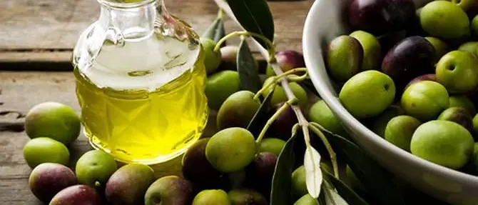 A Lamezia “L’oro d’oliva”, percorso alla scoperta di una pianta millenaria