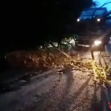 Albero crolla lungo la carreggiata, strada bloccata nel Vibonese