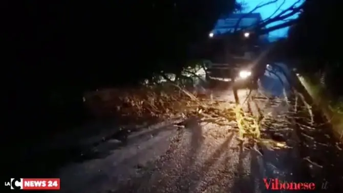 Albero crolla lungo la carreggiata, strada bloccata nel Vibonese