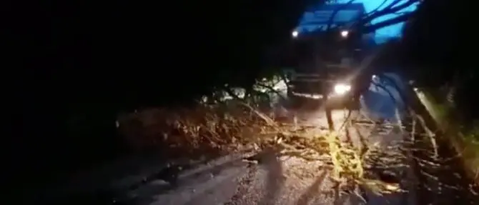 Albero crolla lungo la carreggiata, strada bloccata nel Vibonese