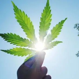 Canapa, una coltura da scoprire: focus per giovani imprenditori a Foggia