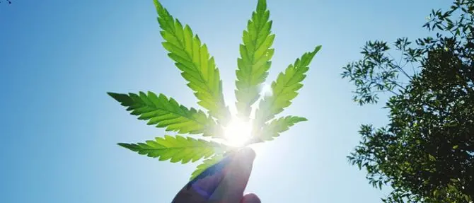 Canapa, una coltura da scoprire: focus per giovani imprenditori a Foggia