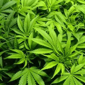 Aspromonte terra di marijuana, oltre 30mila piante sequestrate nel 2019
