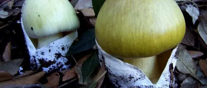 Cucina e mangia fungo velenoso, donna salvata da trapianto di fegato