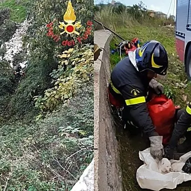 Cuccioli gettati in un dirupo nel Catanzarese: salvati e adottati
